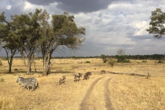 Along the Mara River