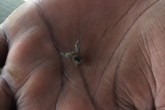 Tse Tse Fly