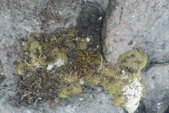 Moss