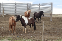 Icelandic Horses