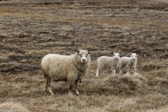 Sheeple