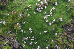 Flowering Moss