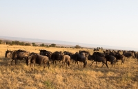 watching the wildebeests