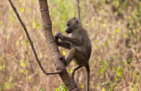 Monkeying around