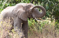 Elephant