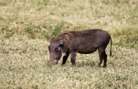 Warthog