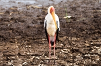 Funny bird