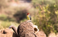 nice bird
