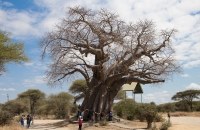 Giant Baobab