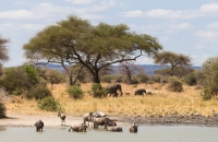 Baobabs and Wildebeests
