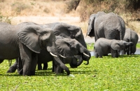 Elephants rehydrating