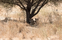 Lion resting