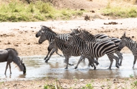 Zebras prancing