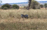 Warthog