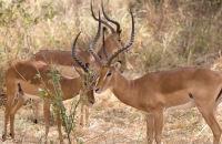 Another deer looking thing