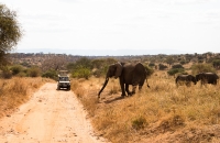 Elephant crossing the road