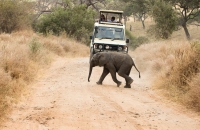 Baby Elephant crossing the road