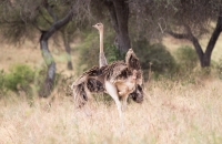 Ostrich flaunting