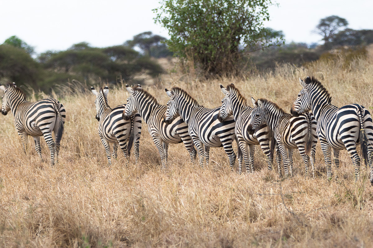 Zebras in queue