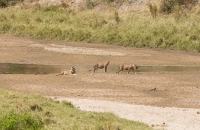 Lion crossing