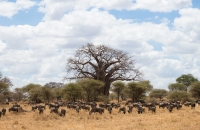 Baobab