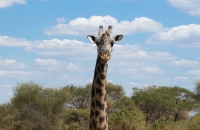 Giraffe and cleaner bird