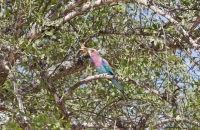 Lilac breasted roller