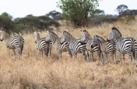 Zebras in queue