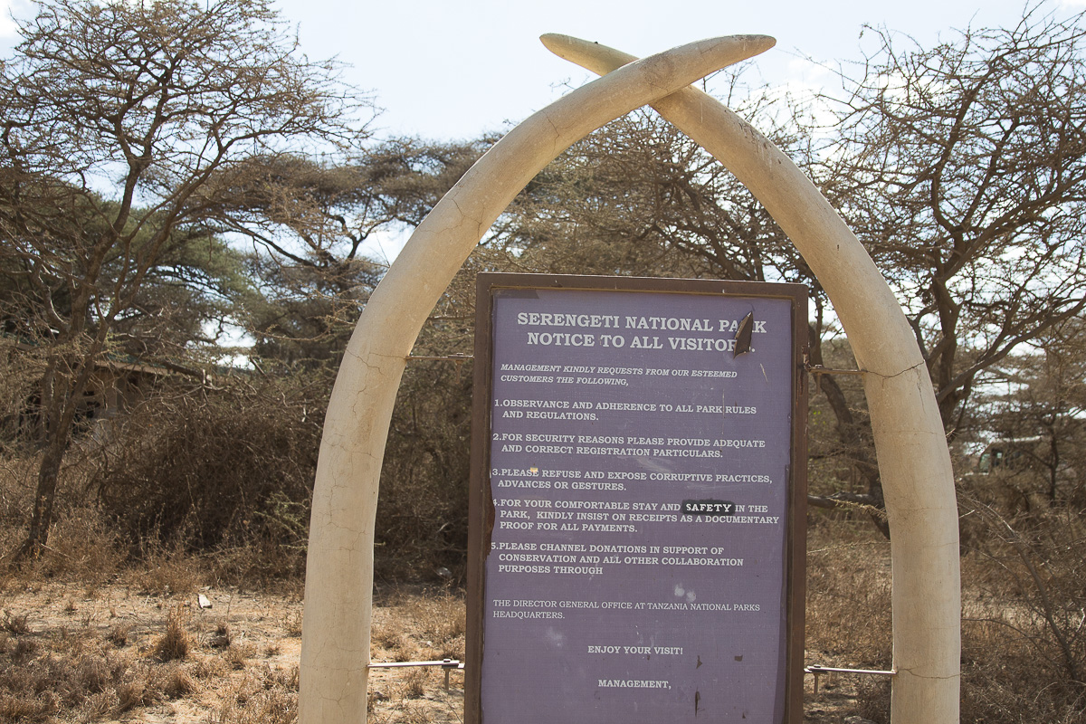 Serengeti Rules