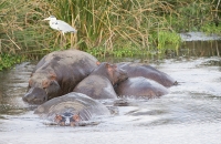 Hippos and birds