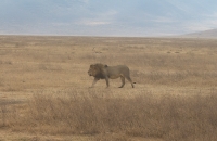 Lions on the move