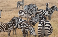 Zebras