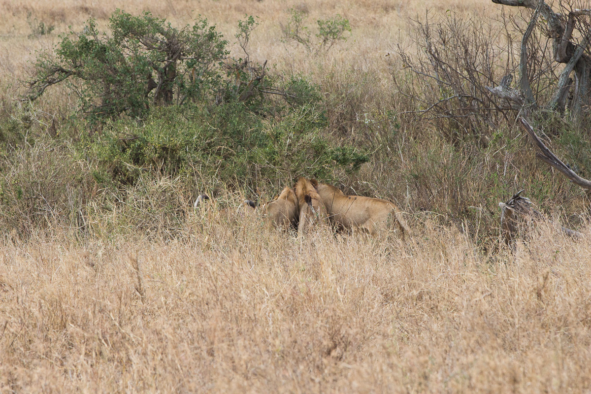 Devouring a warthog