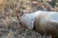 Sleeping lion