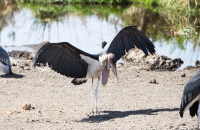 Yucky Birds