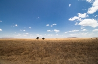 Serengeti Plain