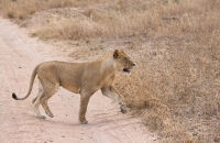 A Lion smells lunch