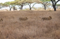 More lions smell lunch