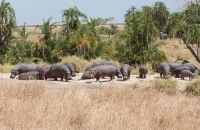 Hippo city