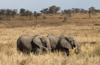 More elephants