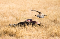 Scavenger bird