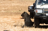 Lion resting next to a truck