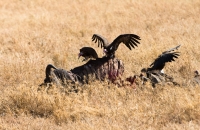 More Scavenger birds