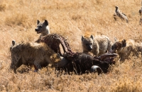 Hyenas and birds clean up
