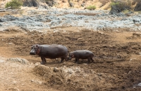 Mama and baby hippo
