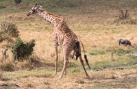 Sad picture of a giraffe