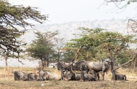 Herd of Gnus