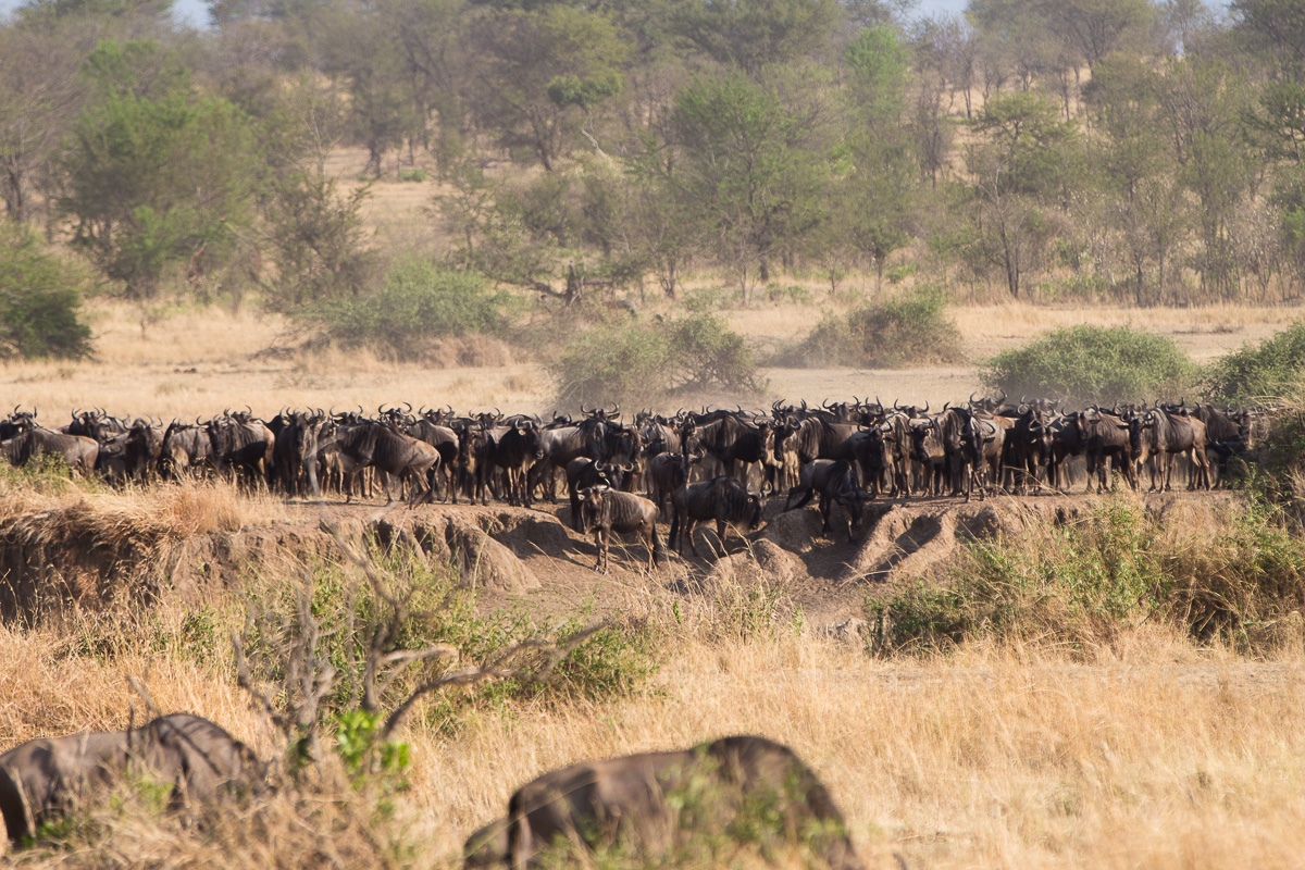 Wildebeest gathering