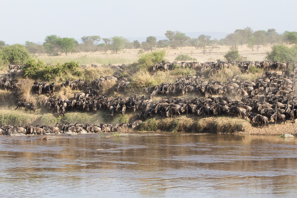 Too many wildebeests