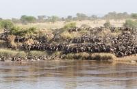 Too many wildebeests